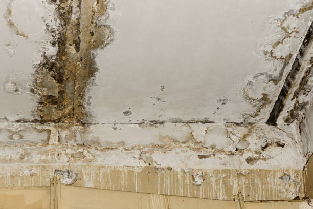 Best Mold Removal for HVAC Installations  in Burnt Store Marina, FL