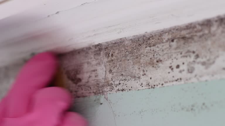 Trusted Burnt Store Marina, FL Mold Removal Experts